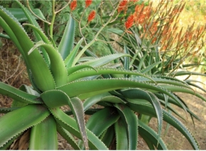 Aloe Frischeblatt Mixtur für unterwegs (100 ml)